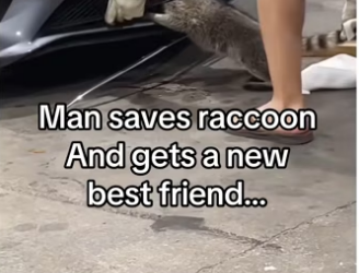 He saved his life! #animalsoftiktok #wholesome
