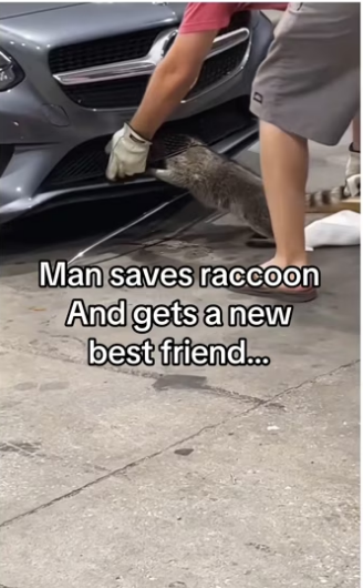 He saved his life! #animalsoftiktok #wholesome