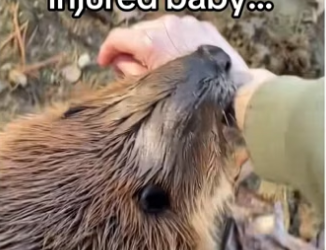 Man saves baby infectious skin disease #animalsoftiktok #wholesome