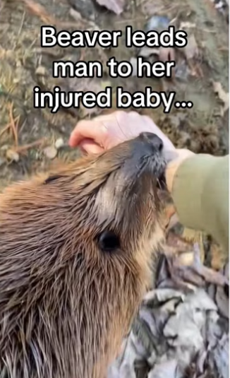 Man saves baby infectious skin disease #animalsoftiktok #wholesome