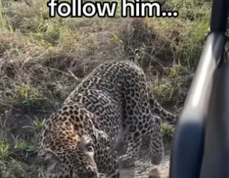 Never stop helping animals #wholesome #animals