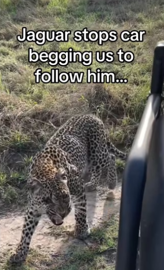 Never stop helping animals #wholesome #animals