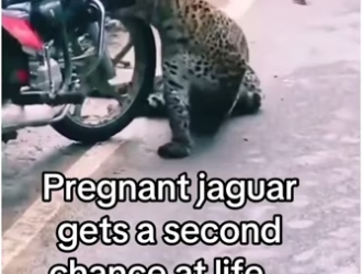 She was saved animalsoftiktok wholesome