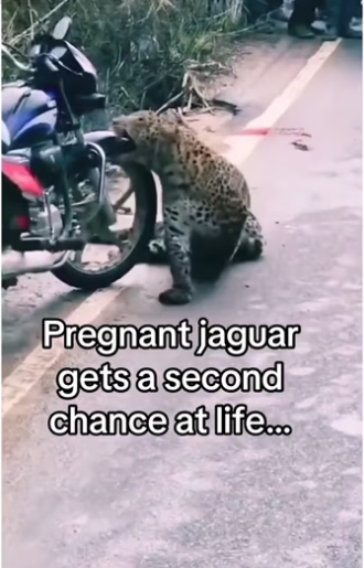 She was saved animalsoftiktok wholesome