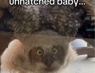 He saved her gave her home #wholesome #animalsoftiktok