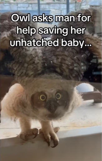 He saved her gave her home #wholesome #animalsoftiktok