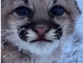 She came home #wholesome #animalsoftiktok