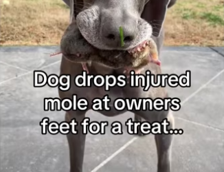 She remembered dog food #wholesome #animalsoftiktok