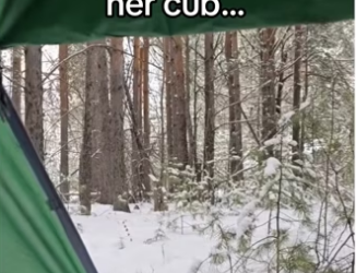 She was so happy to see her! #wholesome #animalsoftiktok