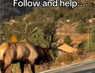 What would you do #wholesome #animalsoftiktok