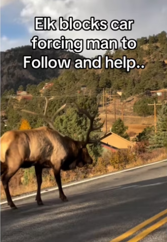 What would you do #wholesome #animalsoftiktok