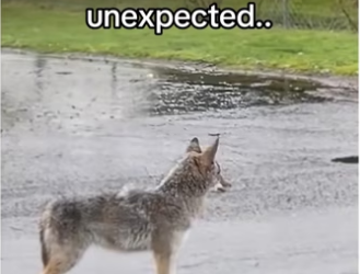 All babies came #coyote #wholesome