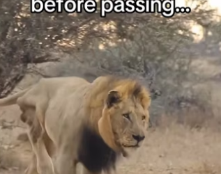 end #wholesome #animalsoftiktok