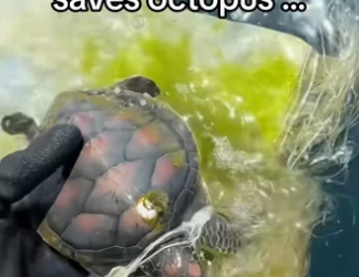 One rescue lead to another #wholesome #animalsoftiktok