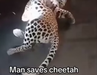 She found him #wholesome #cheetah