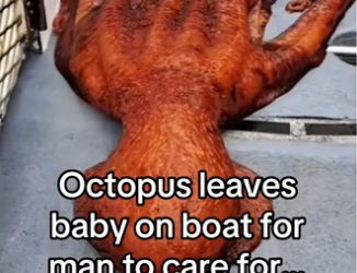 Animals intelligence is underrated #wholesome #animalsoftiktok