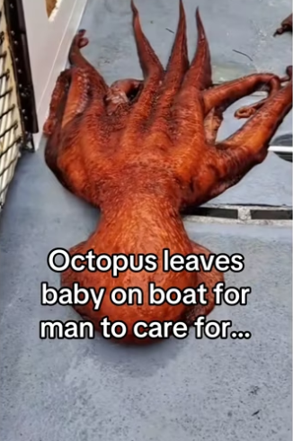 Animals intelligence is underrated #wholesome #animalsoftiktok