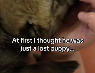 Changed my life forever #wolf #animalsoftiktok