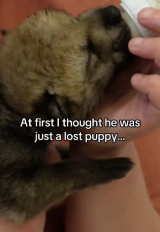 Changed my life forever #wolf #animalsoftiktok