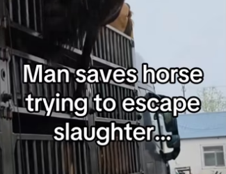He spent everything #wholesome #horse