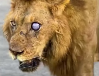 Lion rescue #wholesome #animals