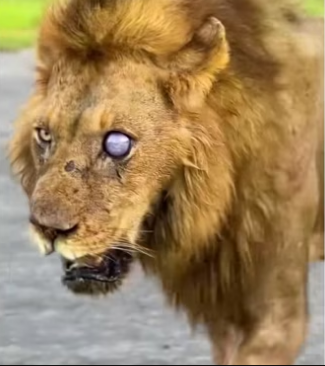 Lion rescue #wholesome #animals