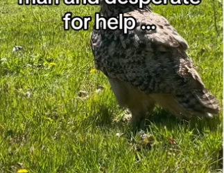 Real life magic #wholesome #animalsoftiktok