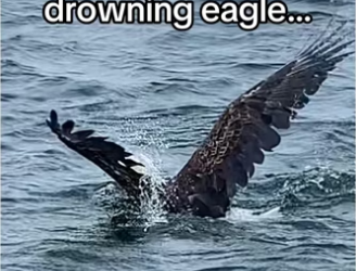 Fairytale ending, caught on camera #wholesome #animalsoftiktok