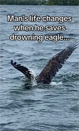 Fairytale ending, caught on camera #wholesome #animalsoftiktok