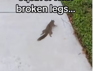 They fell in love #wholesome #animalsoftiktok