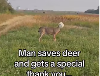 Wait it #wholesome #animalsoftiktok