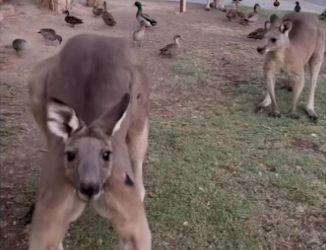 Wholesome stuff #animalsoftiktok #wholesome