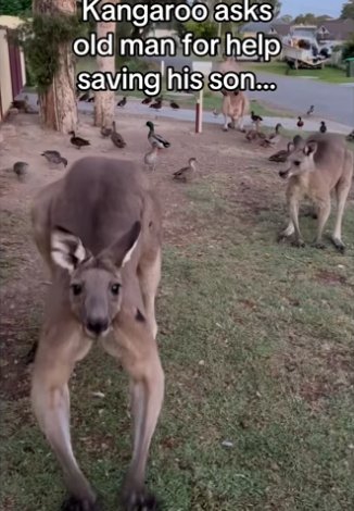 Wholesome stuff #animalsoftiktok #wholesome