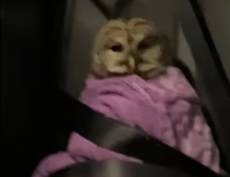 ll always love you #owl #wholesome