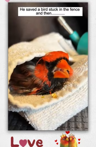 He saved bird stuck in fence then_part2