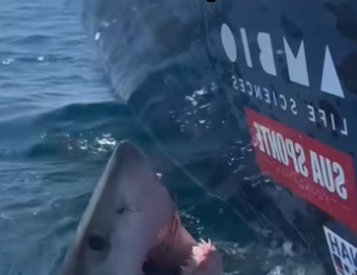 Nature working together #wholesome #shark