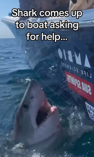Nature working together #wholesome #shark