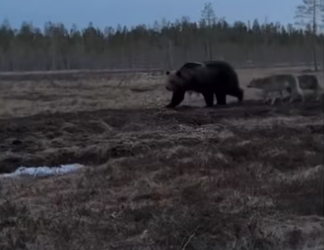 Natures magical #wholesome #animalsoftiktok