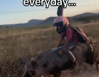 ride in town #wholesome #animalsoftiktok