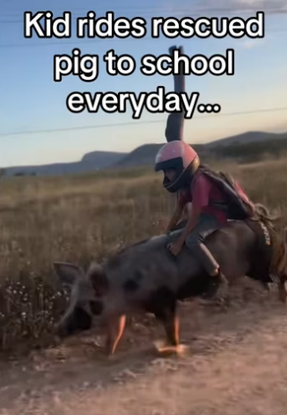 ride in town #wholesome #animalsoftiktok