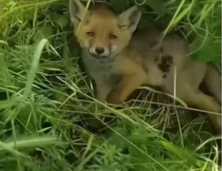 Vet saves fox on day off #wholesome #animals