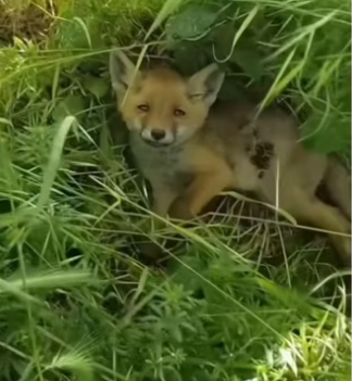 Vet saves fox on day off #wholesome #animals