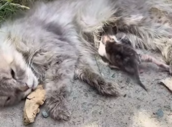 (1)27H1 rescure animal