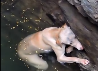 (2)27H1 rescure animal