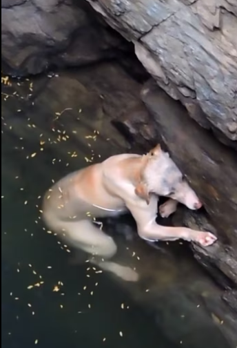 (2)27H1 rescure animal