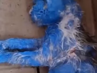 (3)27H1 rescure animal