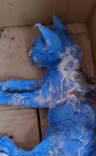 (3)27H1 rescure animal