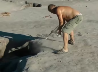 (4)27H1 rescure animal