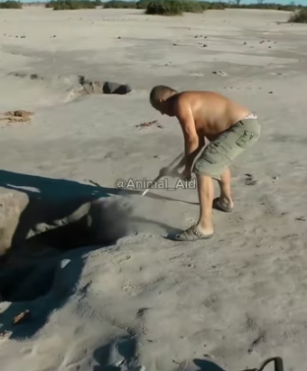 (4)27H1 rescure animal