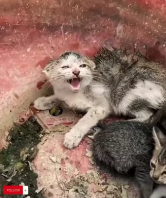 (5)27H1 rescure animal